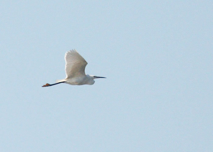 Siidhaigur (Egretta garzetta)
Prangli saar, 14.5.2010. Eesti kolmas vaatlus. 3rd record for Estonia.

Jukka Hatva
Keywords: little Egret