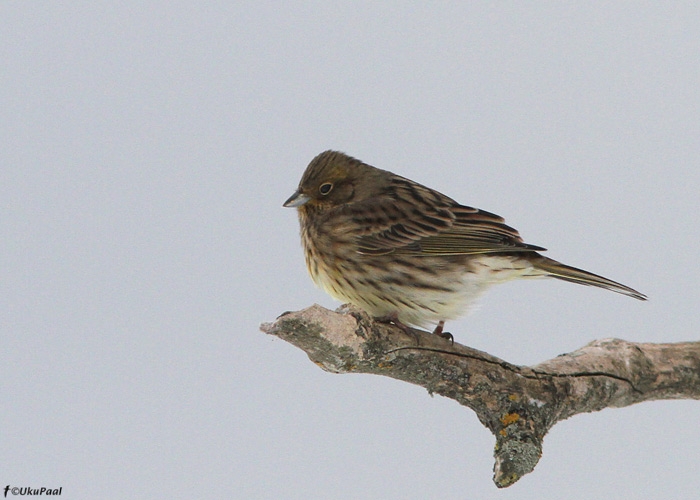 Talvike (Emberiza citrinella)
Saaremaa, detsember 2010

UP
Keywords: yellowhammer