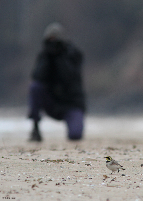 Sarviklõoke (Eremophila alpestris) ja paparazzi
Kallaste, Tartumaa, 26.10.2014

UP
Keywords: shore lark