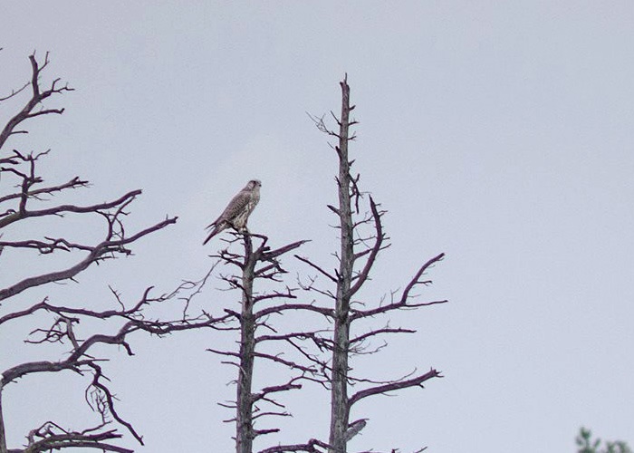 Jahipistrik (Falco rusticolus)
Hatu, Harjumaa, 22.11.2014

Aare Udras
