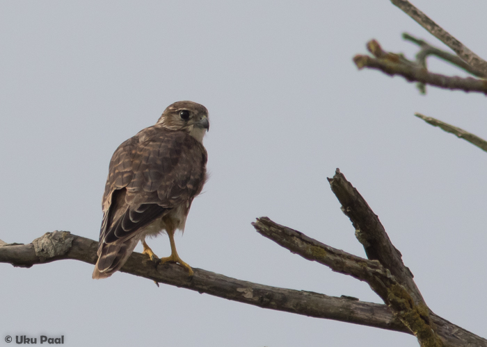 Väikepistrik (Falco columbarius) 1a
Tartumaa, august 2016

UP
Keywords: merlin