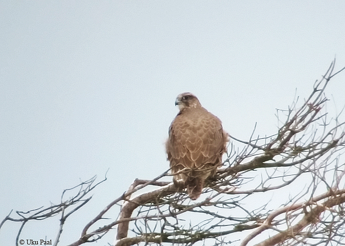 Jahipistrik (Falco rusticolus) 2a
Harilaid, Saaremaa, 15.1.2017.

Uku Paal
Keywords: gyrfalcon