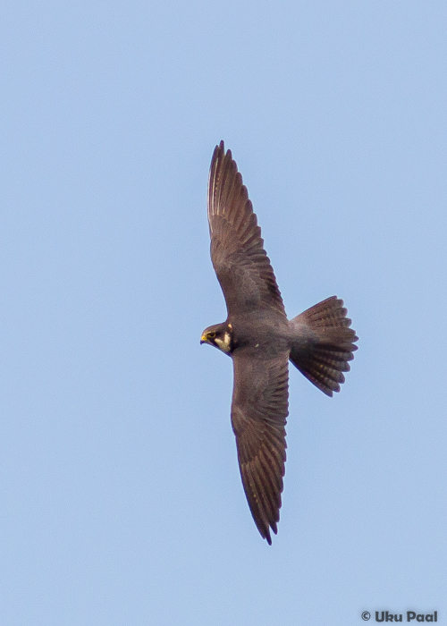 Lõopistrik (Falco subbuteo)
Tartumaa, mai 2015

UP
Keywords: hobby