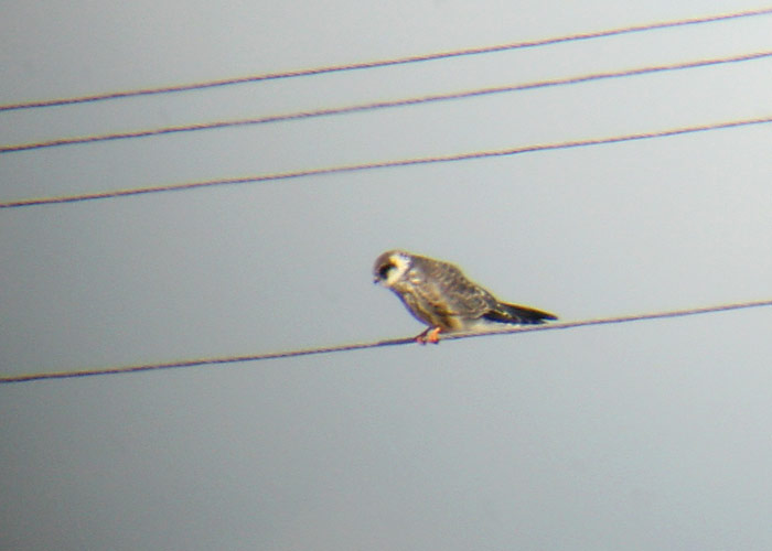 Punajalg-pistrik (Falco vespertinus)
Abissaare, Põlvamaa, 18.8.2007. Vahemikus 6.- 19.08.2007 kohati Eestis vähemalt 63 punajalg-pistrikku. 

Riho Marja - digiscoping
Keywords: red-footed falcon