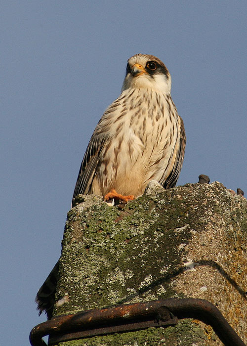 Punajalg-pistrik (Falco vespertinus)
Metsakivi, Tartumaa, 4.09.2007

Andro Truuverk
Keywords: red-footed falcon