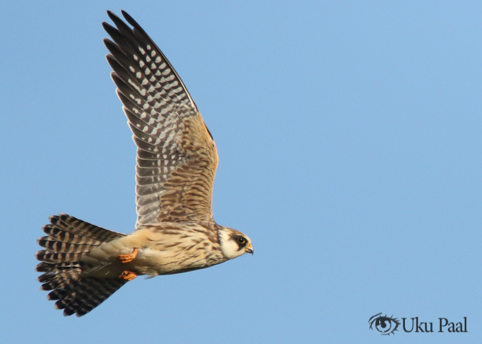 Punajalg-pistrik (Falco vespertinus) 1a
Tubala, Hiiumaa, september 2019

Uku Paal
Keywords: red-footed falcon