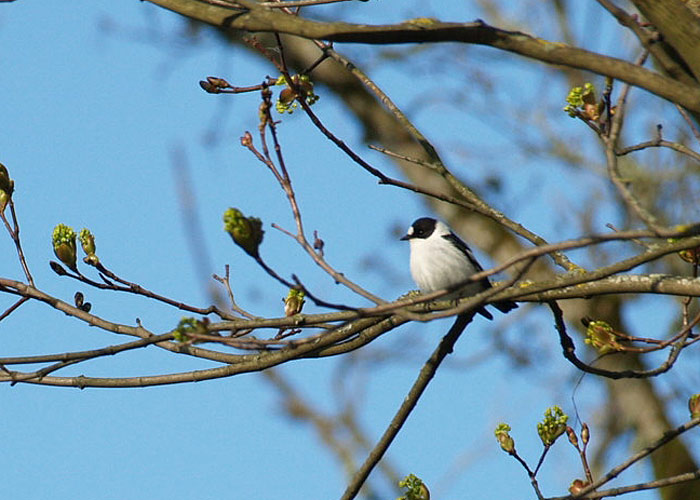 Kaelus-kärbsenäpp (Ficedula albicollis)
Kuressaare, 4.5.2012

Tambet Allik
Keywords: collared flycatcher