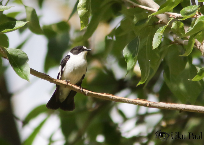 Kaelus-kärbsenäpp (Ficedula albicollis) isane
Tartu, 26.5.2019. Tartumaa 2. vaatlus.

Uku Paal
Keywords: collared flycatcher