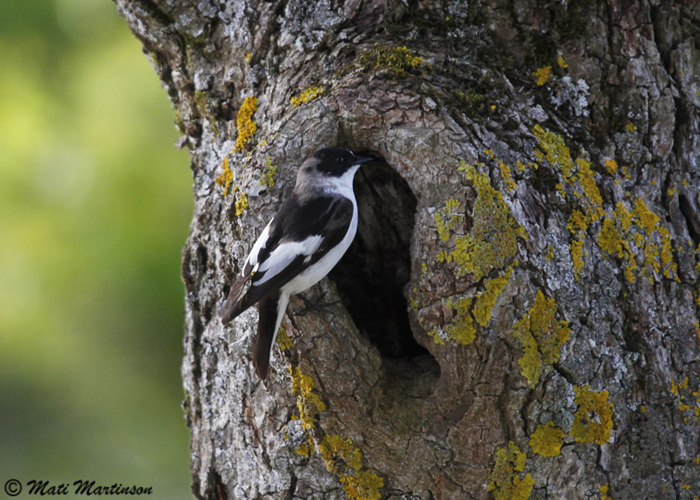 Kaelus-ja must-kärbsenäpi hübriid (Ficedula albicollis x hypoleuca)
Kuressaare, Saaremaa, 18.5.2014

Mati Martinson
Keywords: collared pied flycatcher