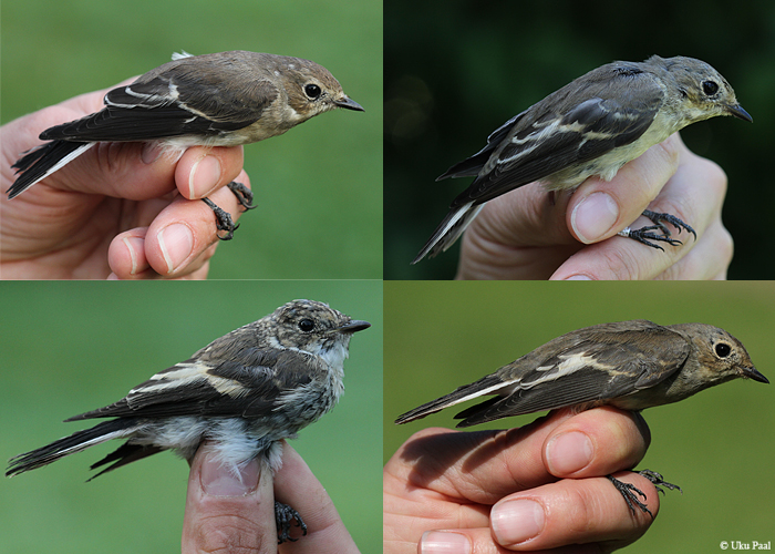 Must-kärbsenäpp (Ficedula hypoleuca) 1a variatsioon
Vaibla linnujaam, 6.-8.8.2015. 4 erinevat isendit.

UP
Keywords: pied flycatcher