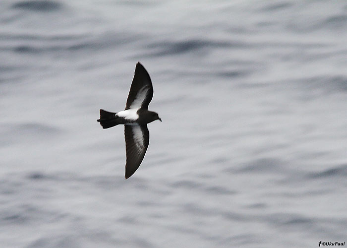 Mustkõht-tormipääsu (Fregetta tropica)
Madeira, august 2011. WP esimene vaatlus.

UP
Keywords: black-bellied storm petrel