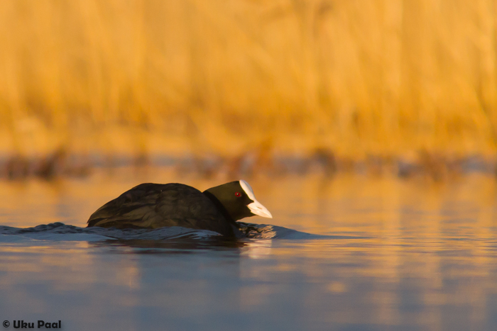 Lauk (Fulica atra)
Tartumaa, aprill 2015

UP
Keywords: coot