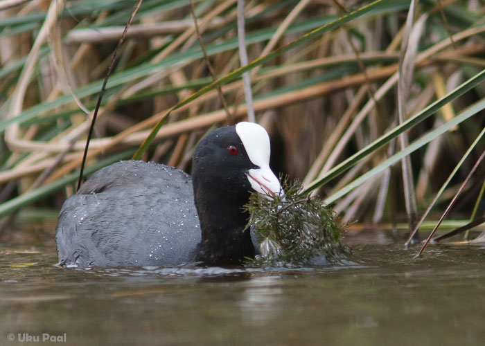 Lauk (Fulica atra)
S'Albufera kaitsealal tavaline liik.
Keywords: coot