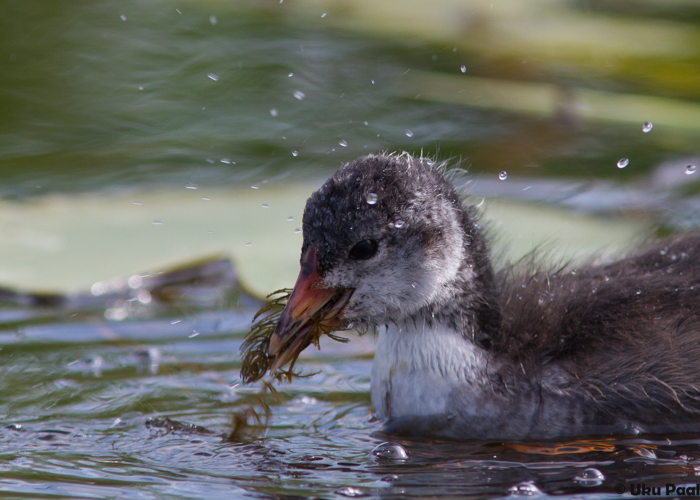 Lauk (Fulica atra) 1a
Valgamaa, juuli 2015

UP
Keywords: coot