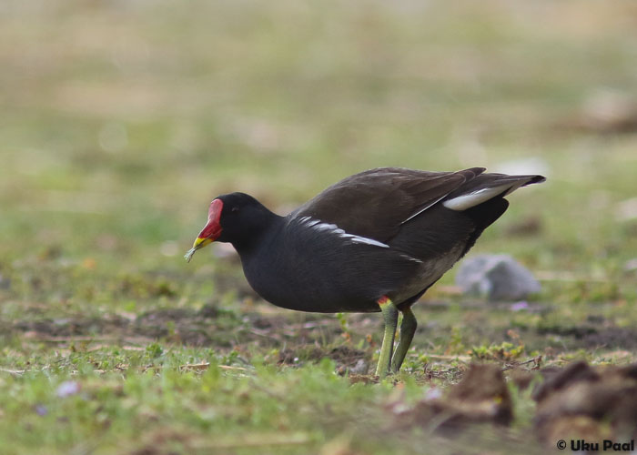 Tait (Gallinula chloropus)
S'Albufera kaitsealal tavaline liik.
Keywords: moorhen