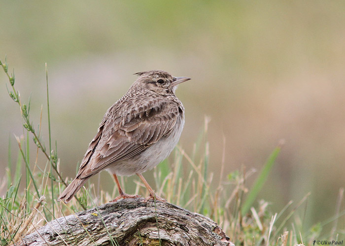 Tuttlõoke (Galerida cristata)
Kihnu sadam, 24.7.2013

UP
Keywords: crested lark