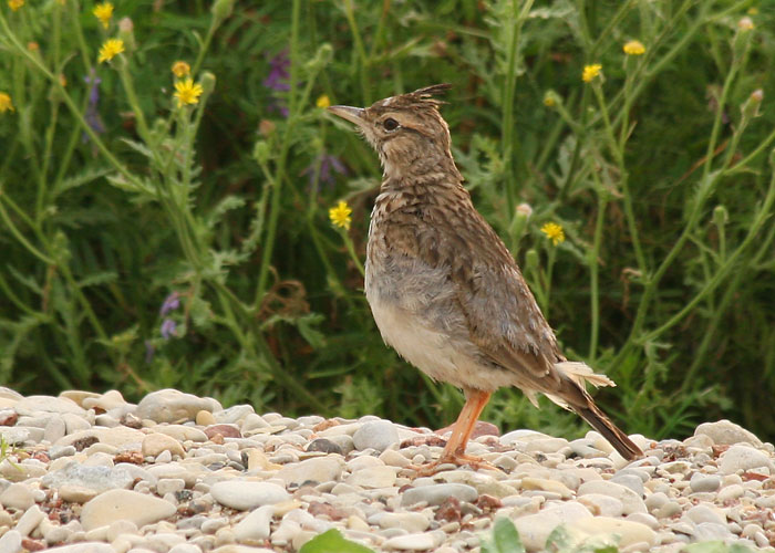 Tuttlõoke (Galerida cristata)
Sõrve säär, 14.08.2007

Riho Marja
Keywords: crested lark