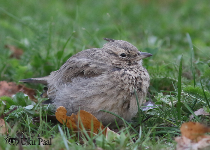 Tuttlõoke (Galerida cristata)
Viljandi, 25.10.2017

Uku Paal
Keywords: crested lark