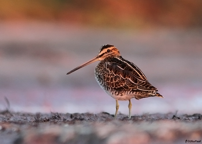 Tikutaja (Gallinago gallinago)
Läänemaa, august 2012

UP
Keywords: common snipe