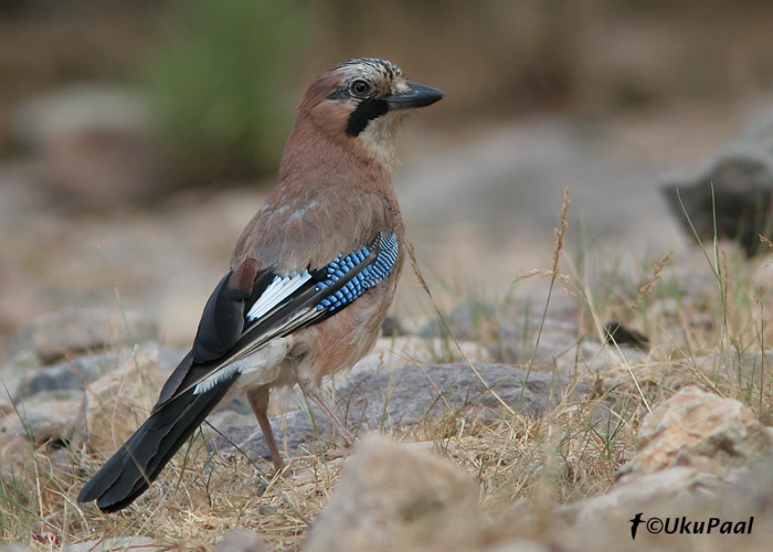 Pasknäär (Garrulus glandarius corsicanus)
Haut Asco, Korsika, 31.7.2007. Kohalik alamliik on nominaatvormist natuke tumedama sulestikuga.
Keywords: jay