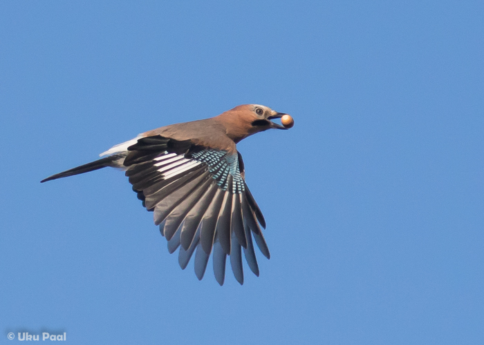 Pasknäär (Garrulus glandarius)
Pärnumaa, september 2016. 

Uku Paal
Keywords: eurasian jay