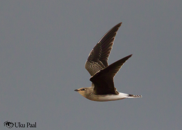 Stepi-pääsujooksur (Glareola nordmanni) 1a
Lahe, Tartumaa, 22.8.2017. 2. vaatlus Eestile. 2nd record for Estonia.

Uku Paal
Keywords: black-winged pratincole