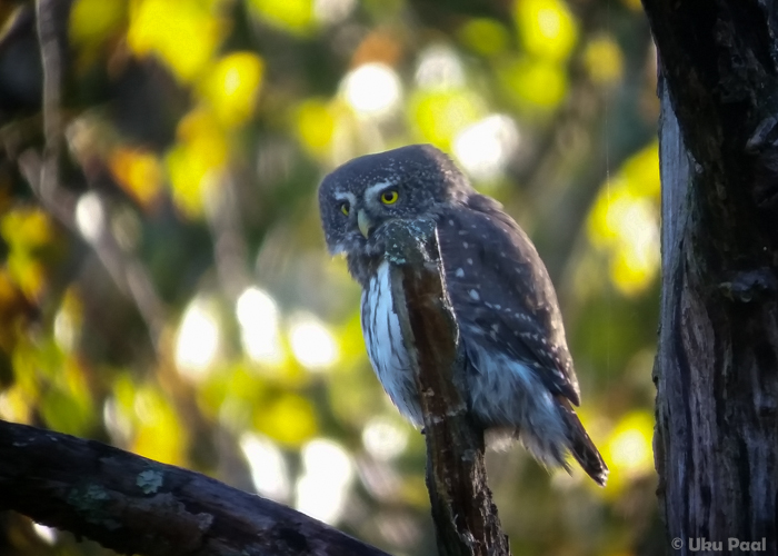 Värbkakk (Glaucidium passerinum)
Pärnumaa, oktoober 2015

UP
Keywords: pygmy owl