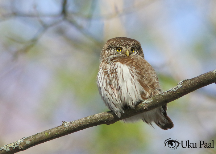 Värbkakk (Glaucidium passerinum)
Tartumaa, märts 2019

Uku Paal
Keywords: pygmy owl