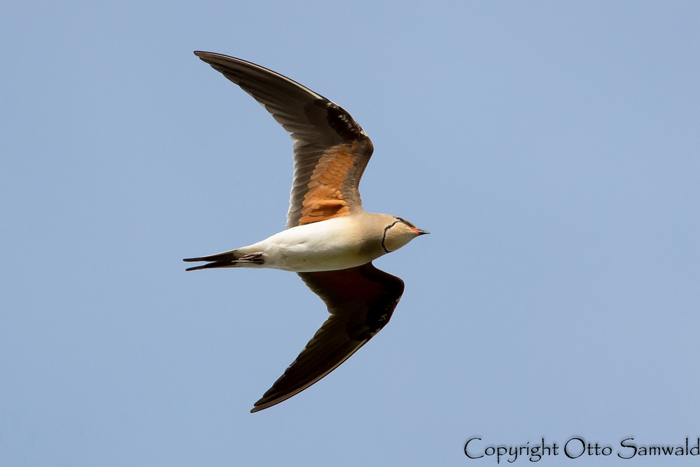 Kõnnu-pääsujooksur (Glareola pratincola)
Pikla tiigid, Pärnumaa, 25.5.2017. Eesti 2. vaatlus. 2nd for Estonia.

Otto Samwald
Keywords: collared pratincole