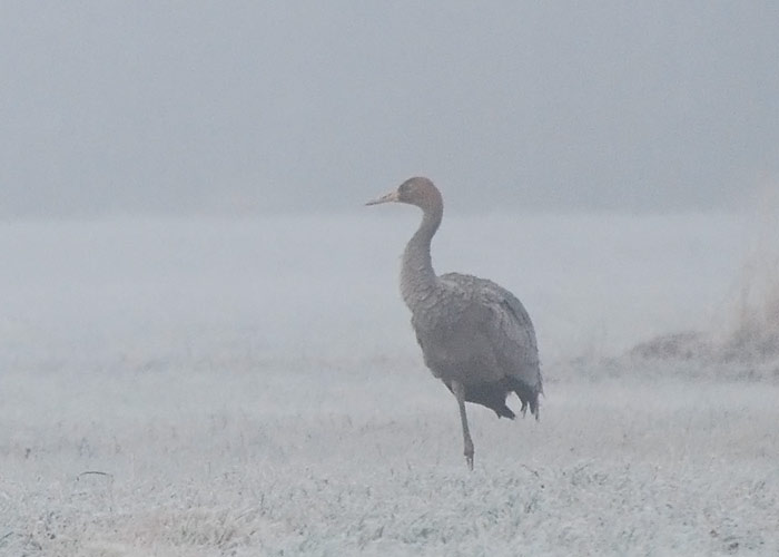 Sookurg (Grus grus)
Linnamäe, Läänemaa, 21.12.2011. Tiivavigastusega noorlind. Teadaolevalt 17. sookure talvine vaatlus.

Tarvo Valker
Keywords: common crane