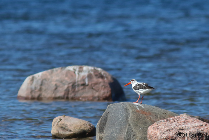 Värvushälbega merisk (Haematopus ostralegus)
Pihelgalaid, Pärnumaa, 22.5.2017

Uku Paal
Keywords: oystercatcher