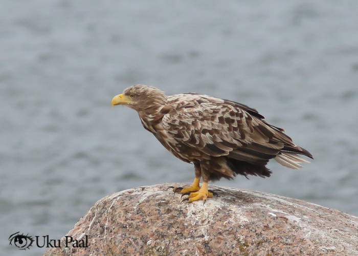 Merikotkas (Haliaeëtus albicilla) adult
Saaremaa, oktoober 2017

Uku Paal
Keywords: white-tailed eagle