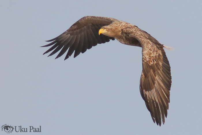 Merikotkas (Haliaetus albicilla) adult
Tartumaa, veebruar 2018

UP
Keywords: white-tailed eagle