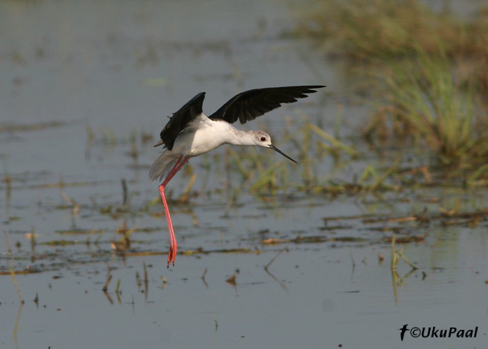 Karkjalg (Himantopus himantopus)
Camargue, Prantsusmaa, 4.8.2007
Keywords: black-winged stilt