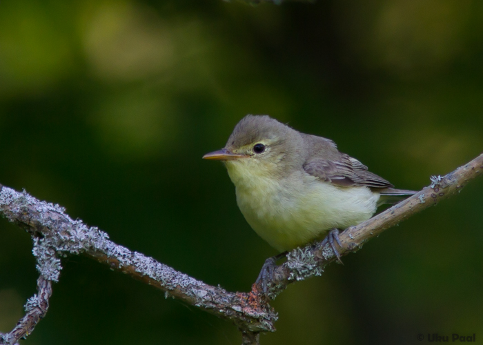 Käosulane (Hippolais icterina)
Viljandimaa, juuli 2015

UP
Keywords: icterine warbler