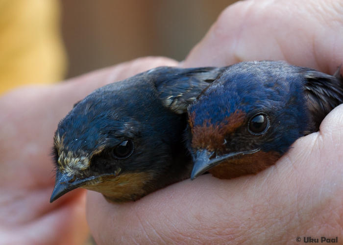 Suitsupääsuke (Hirundo rustica) 1a ja 1a+
Vaibla linnujaam, 6.8.2015. Vanalinnu sulestikul on selgem läige ja punane ala peas on sügavama tonaalsusega.

UP
Keywords: barn swallow