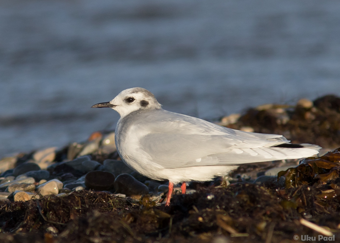 Väikekajakas (Hydrocoleus minutus) 2a+
Saaremaa, detsember 2015

UP
Keywords: little gull