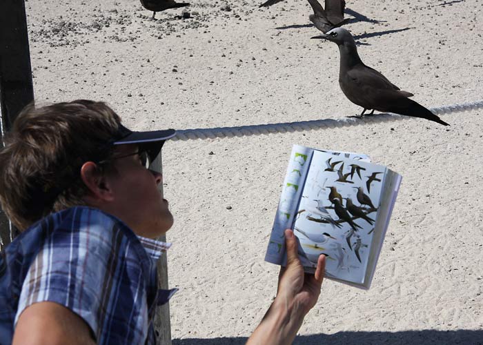 Mida lindu?
Michaelmas Cay, Detsember 2007. See Tartu noormees ei saa kohalike tiirude määramisega ka siis hakkama kui linnud poole meetri pealt vastu vahivad. Kogemus loeb!

Rene Ottesson
Keywords: birder