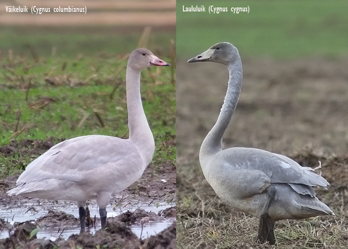 Väikeluik (Cygnus columbianus) / laululuik (Cygnus cygnus) 1a lindude võrdlus
Tartumaa, sügis 2016, 2017

Uku paal
Keywords: whooper bewicks swan