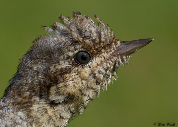 Väänkael (Jynx torquilla) 1a
Vaibla linnujaam, 7.8.2015. Noorlinnu iiris on hallikam kui vanalinnul. Lisaks tuleb vaadata ka labakattesulgi.

UP
Keywords: wryneck