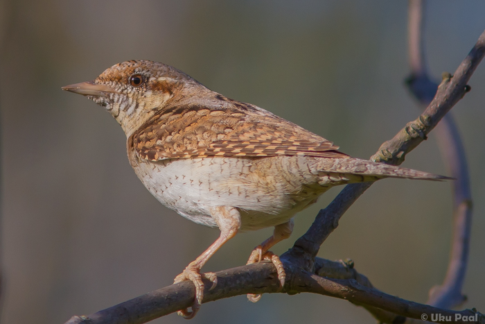 Väänkael (Jynx torquilla)
Läänemaa, mai 2015

UP
Keywords: wryneck