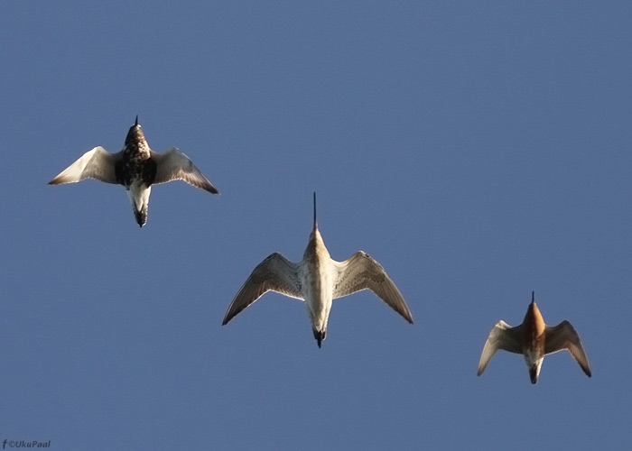 Plüü (Pluvialis squatarola), vöötsaba-vigle (Limosa lapponica) ja suurrüdi (Calidris canutus)
Sõrve säär, 6.6.2012. Tüüpilised juuni alguse läbirändajad ühes segaparves.

UP
Keywords: grey plover godwit knot