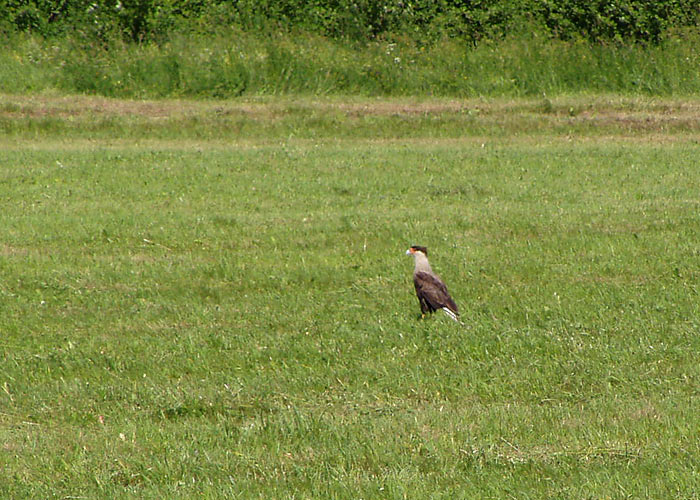 Tuttkarakaara (Caracara plancus)
Kõrveküla, Lääne-Virumaa, 29.6.2011

Aavo Kannike
Keywords: caracara