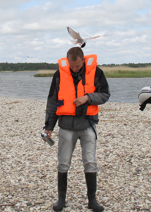 Tiir taltsutab välibioloogi
Pärnumaa, mai 2014

UP
Keywords: birders