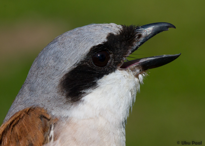 Punaselg-õgija (Lanius collurio) 1a+ isane
Vaibla linnujaam, 7.8.2015. Lihtsalt tore lind.

UP
Keywords: red-backed shrike