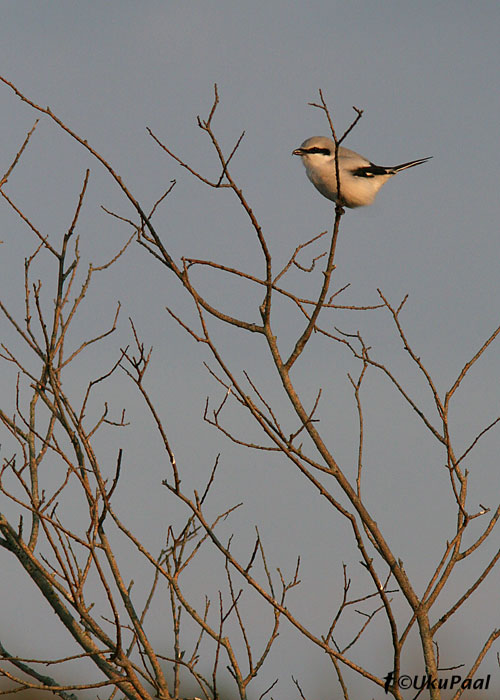 Hallõgija (Lanius excubitor)
Sääre, 5.10.2007

UP
Keywords: grey shrike