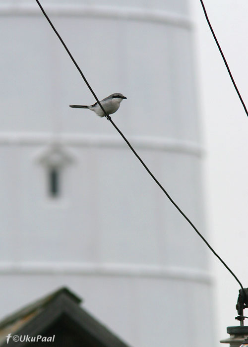 Hallõgija (Lanius excubitor)
Tahkuna, Hiiumaa, 29.09.2007

UP
Keywords: grey shrike