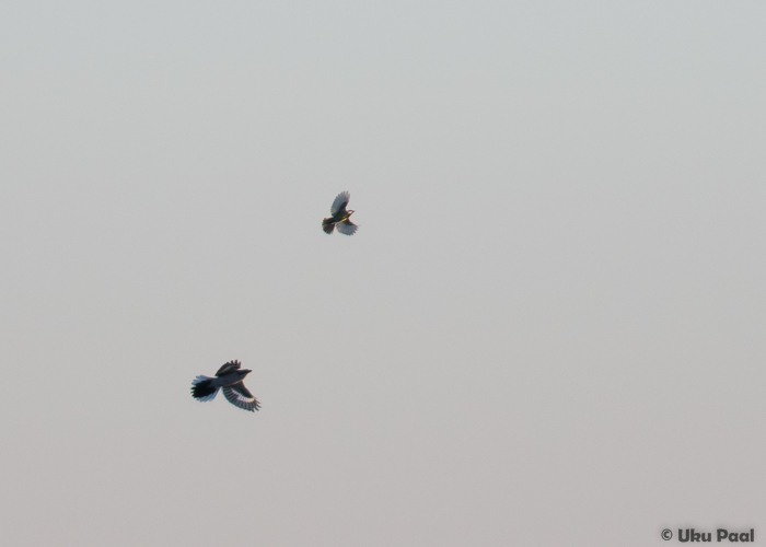 Hallõgija (Lanius excubitor) ja rasvatihane (Parus major)
Saaremaa, detsember 2015

UP
Keywords: great grey shrike great tit