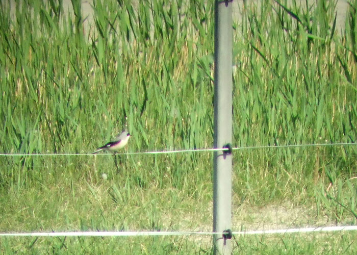 Mustlauk-õgija (Lanius minor)
Kabli linnujaam, Pärnumaa, 30.5.2009

Margus Ellermaa
Keywords: lesser grey shrike