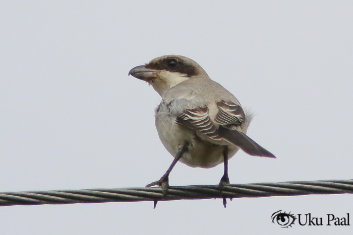 Mustlauk-õgija (Lanius minor) 1a
Tartumaa, 31.8.2018

Uku Paal
Keywords: lesser grey shrike